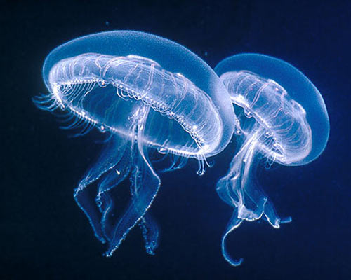bioluminiscence meduza